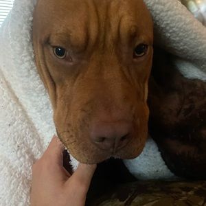 Meet your Posher, Chase